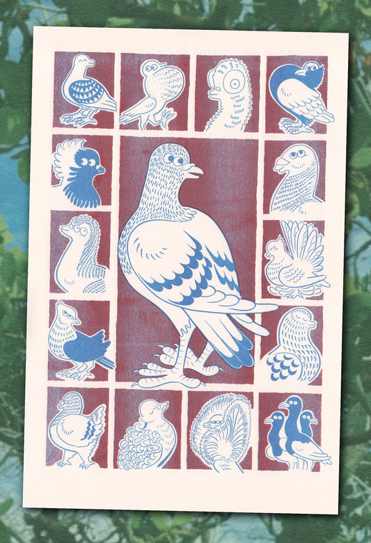 Fancy Pigeons