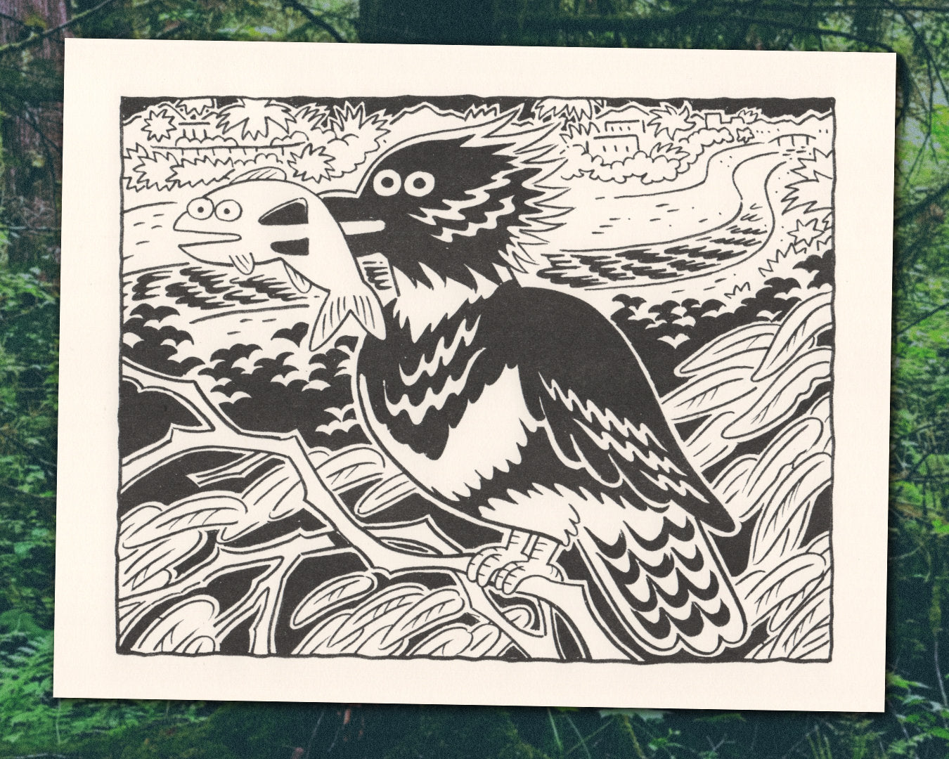 Belted Kingfisher