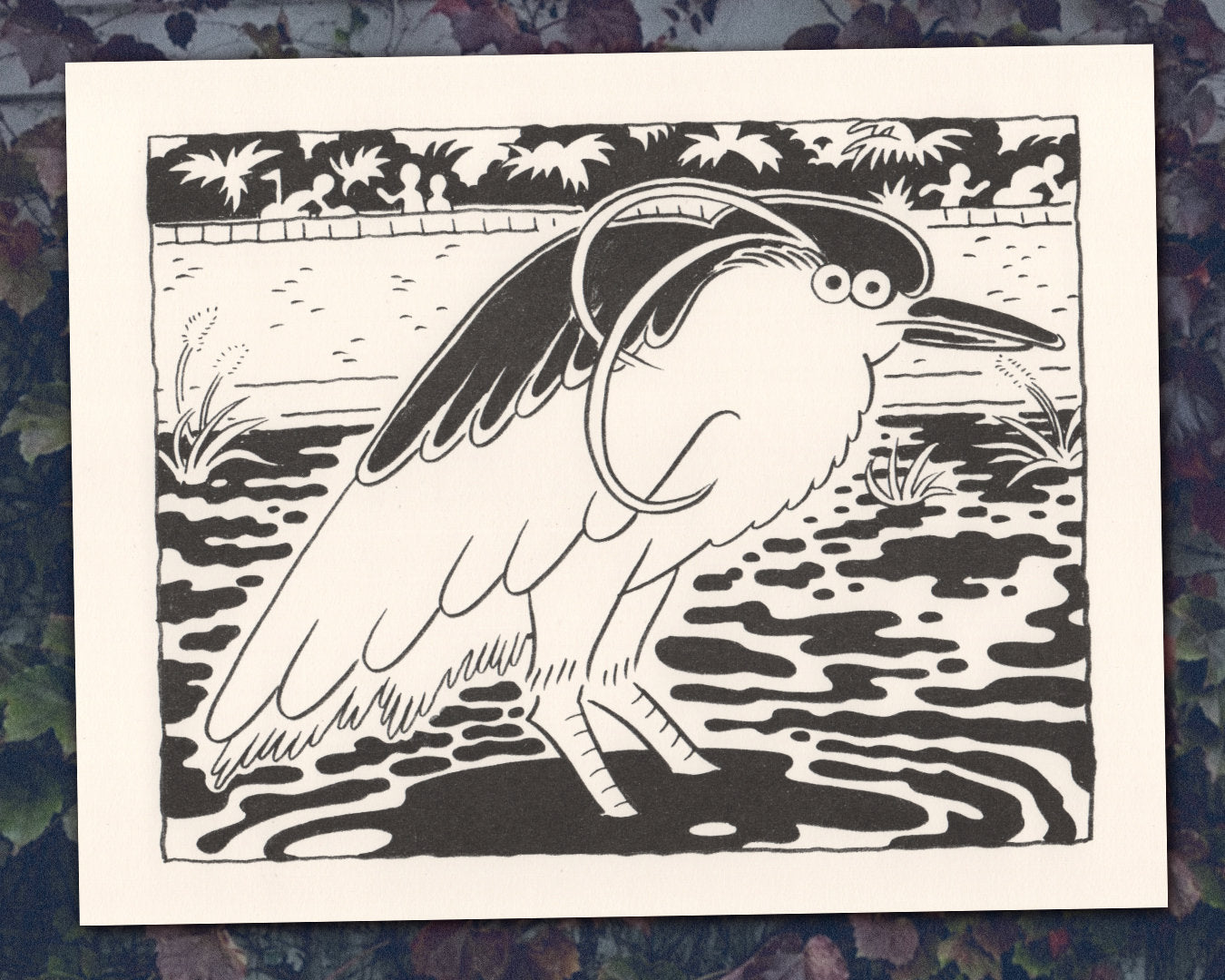 Black-crowned Night Heron
