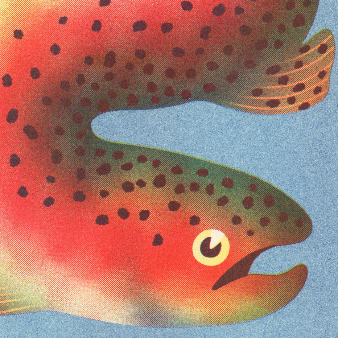 Rainbow Trout