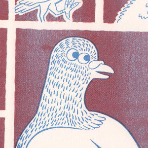 Fancy Pigeons